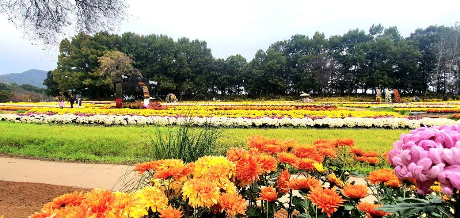 연천 국화축제 이미지