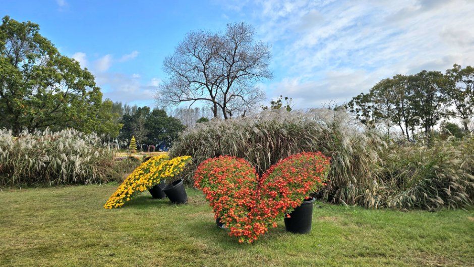 연천 국화축제 이미지 2