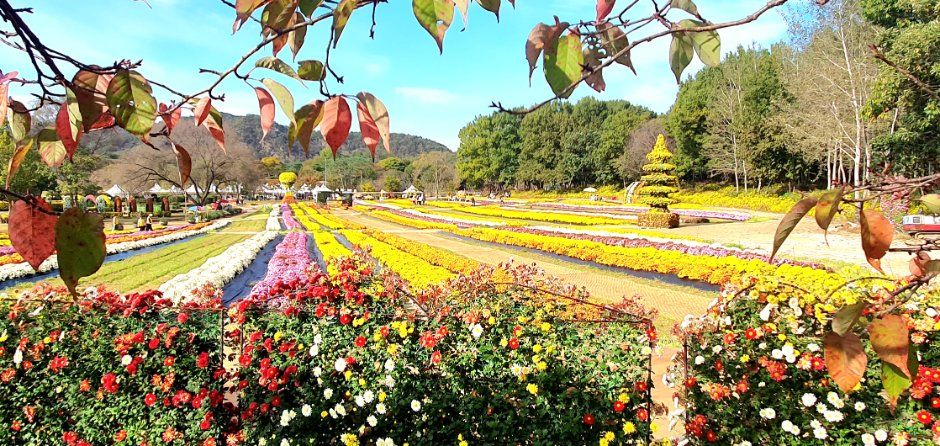 연천 국화축제 이미지 7