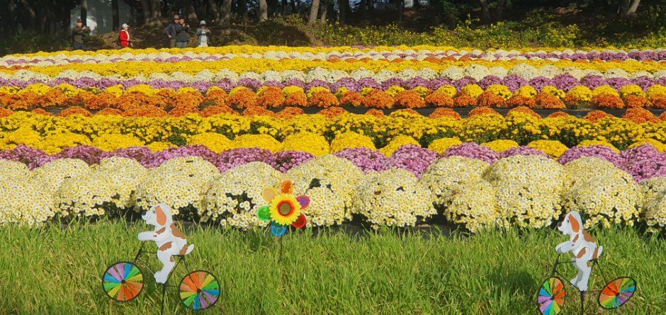 연천 국화축제 이미지 10