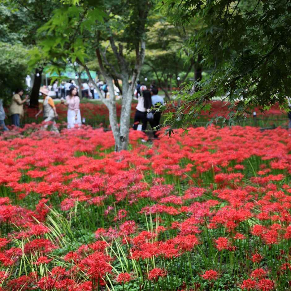 영광불갑산상사화축제 대표이미지